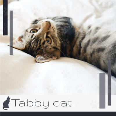 Tabby cat